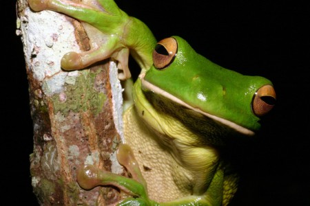 White-lipped Tree Frog Litoria infrafrenata Julatten, Queensland, Australia